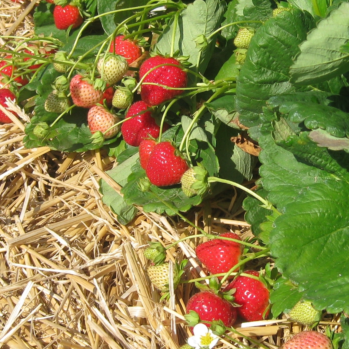 Erdbeeren - Knup BeerenKnup Beeren